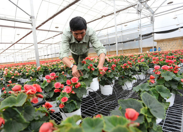 Lâm Đồng mở rộng vùng nông nghiệp công nghệ cao
