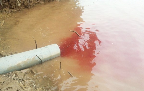 Hải Dương: Công ty sản xuất lợn đông lạnh xả thải “bức tử” sông Luộc