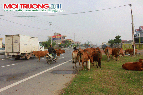 Quảng Bình: Trâu bò thả rông – mối nguy tai nạn giao thông