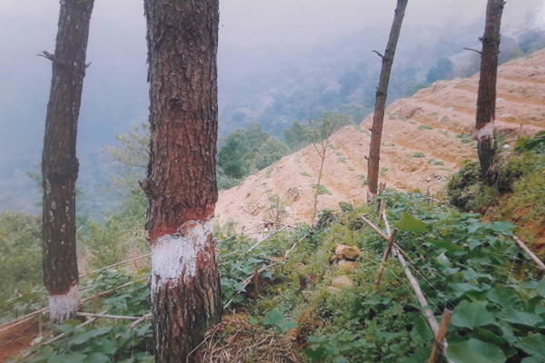 Thủ tướng yêu cầu làm rõ phản ánh 'Đốn rừng Thông trồng Su Su'