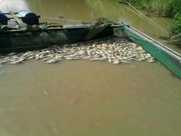 Đắk Nông: Người dân 'điêu đứng' vì hàng trăm tấn cá bị chết