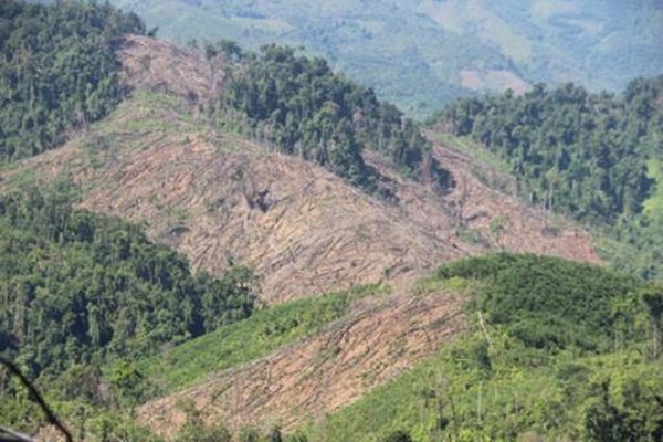 Quảng Nam: Xóa bỏ các “điểm nóng” phá rừng trái phép