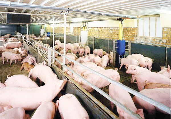 Giá heo hơi hôm nay 14/11: Giá lợn Miền Bắc có nơi tăng 2.500 đồng
