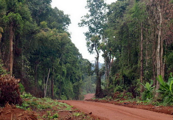 Bình Phước: Tăng cường quản lý, bảo vệ và phát triển rừng