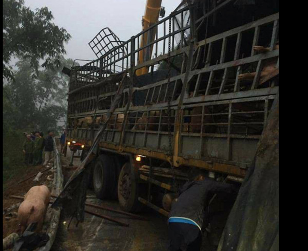 Sự thật việc người dân Lạng Sơn “hôi của” từ xe tải chở lợn bị lật
