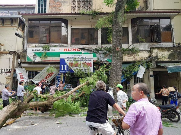 Cây xanh gãy đổ ở Hà Nội, nhiều người thoát nạn