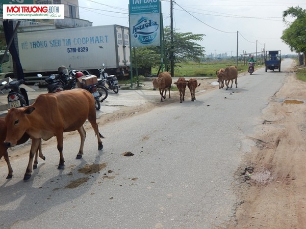 Khổ sở khi tham gia giao thông cùng… trâu bò