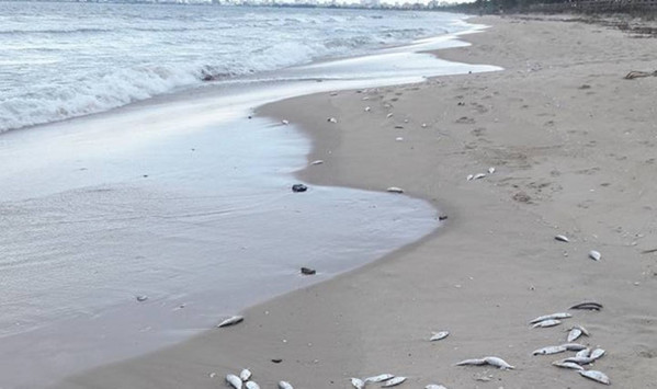 Kiểm tra tình trạng cá chết ở vịnh Đà Nẵng