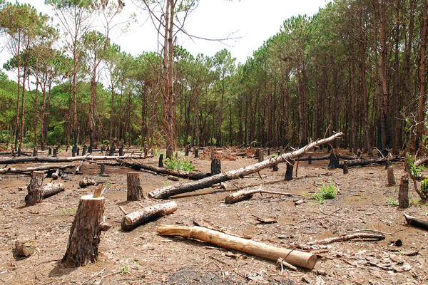 Các hoạt động phá hoại rừng thì bị xử phạt như thế nào?