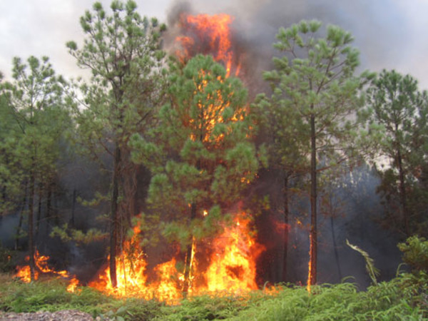 Gây cháy rừng sẽ bị xử lý như thế nào?