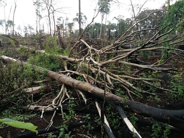 Đắk Nông: Chủ tịch xã bị bắt vì để mất rừng