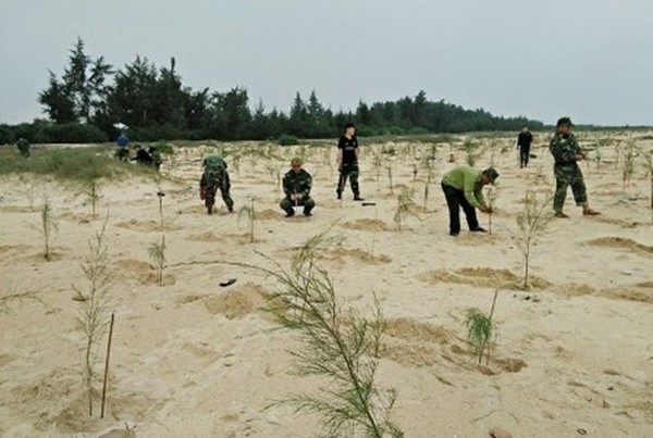 Thừa Thiên - Huế: Trồng 22.000 cây dương làm ‘lá chắn’ ven biển