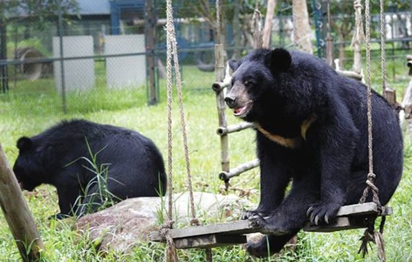Gần 40.000 người dân Việt Nam cam kết không sử dụng mật gấu