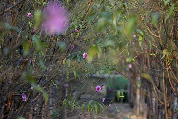 Hoa đào Tết Nhật Tân nở sớm