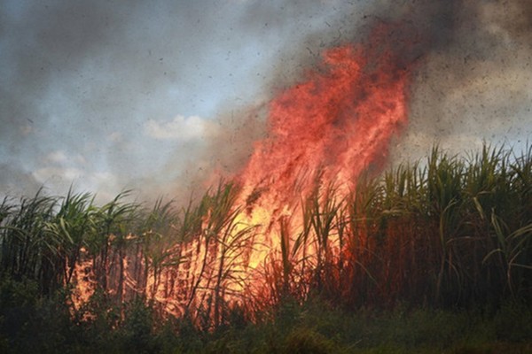 Điều tra vụ cháy 100 ha mía đến kỳ thu hoạch ở Đắk Lắk