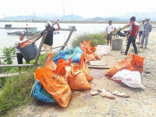 Đà Nẵng chấm dứt việc nuôi cá lồng bè trên sông kể từ ngày 1/1/2018