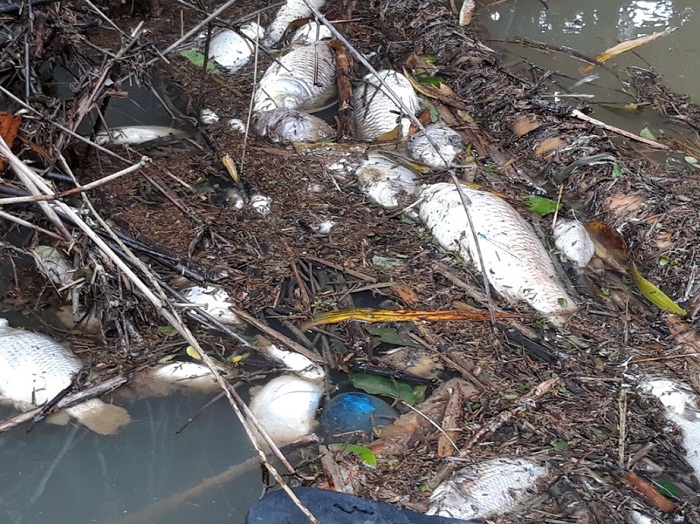 Tin môi trường ngày 3/1: Hoang mang cá chết bất thường trên sông Phủ