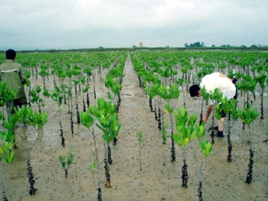 Quảng Nam trồng 4.400 cây đước/ha trên rừng ngập mặn