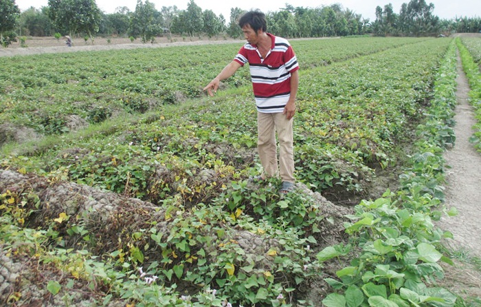 Vĩnh Long: Nhiều ruộng khoai bị kẻ xấu phun thuốc diệt cỏ