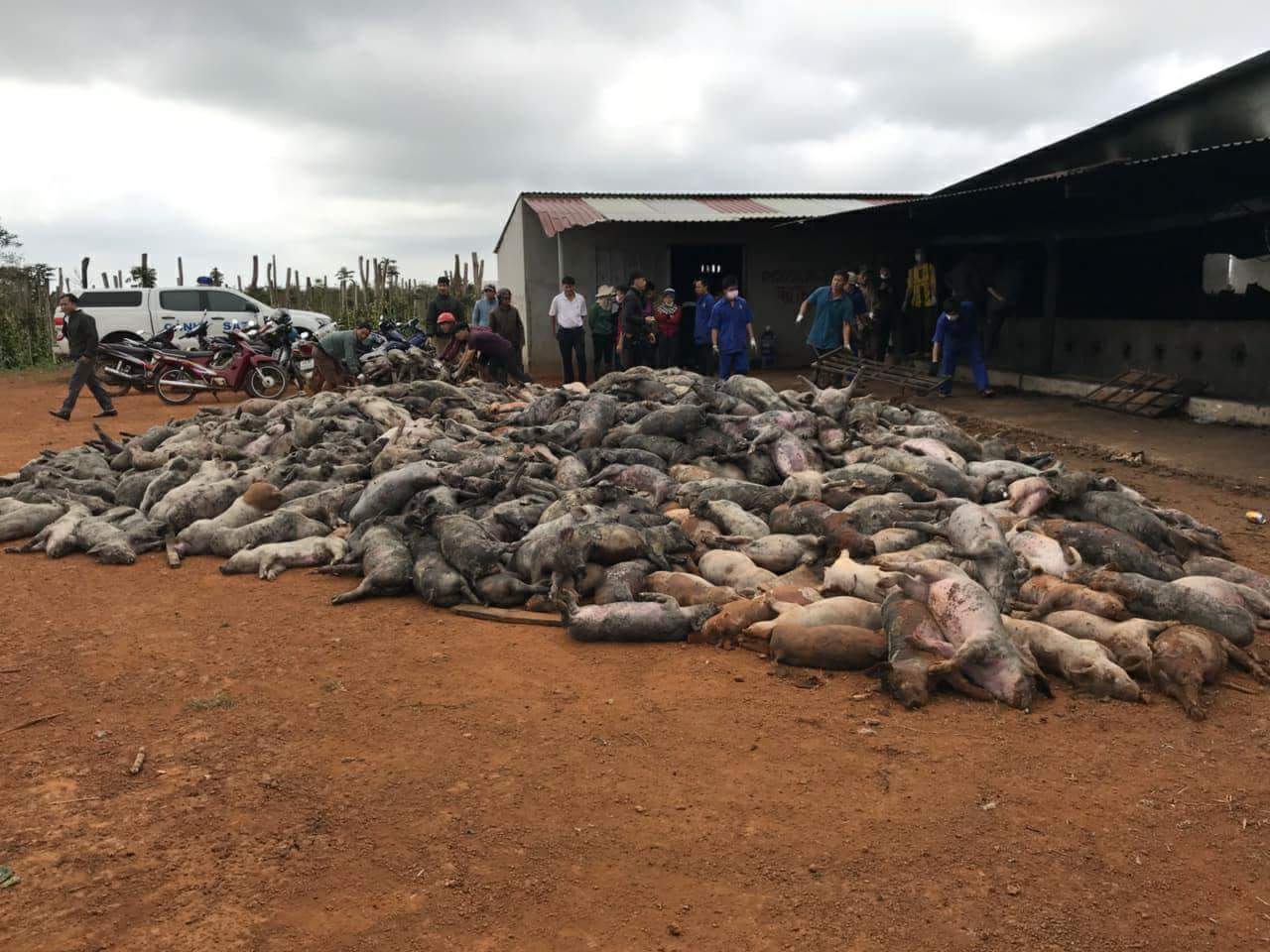 Đắk Nông: Chập điện, hơn 1.200 con lợn của người dân chết cháy
