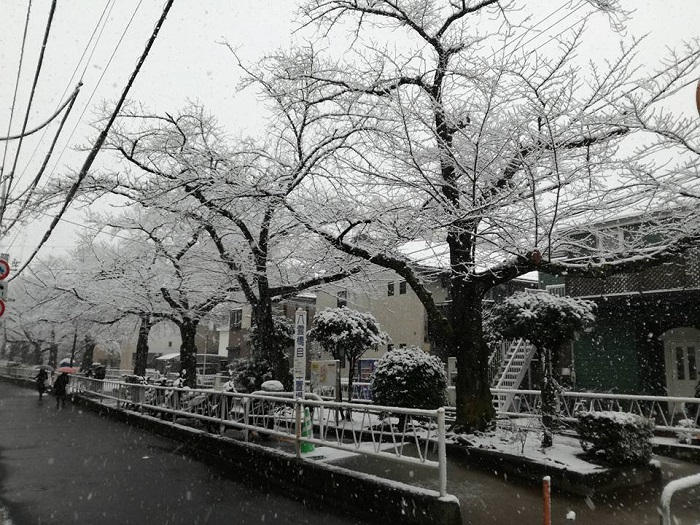 Nguy cơ lở tuyết tại Áo, Tokyo tê liệt vì tuyết