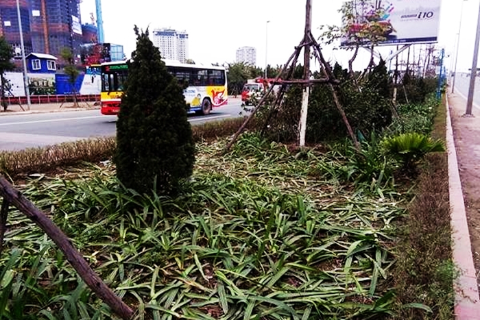 Hà Nội: Hàng loạt cây xanh bị giẫm nát vì biển người chào đón U23 VN