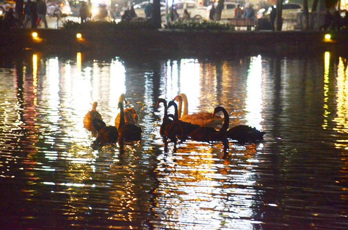 Đàn thiên nga ở Hồ Gươm được chuyển qua hồ Thiền Quang