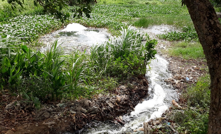 Bãi rác rò rỉ nước thải ra ruộng lúa