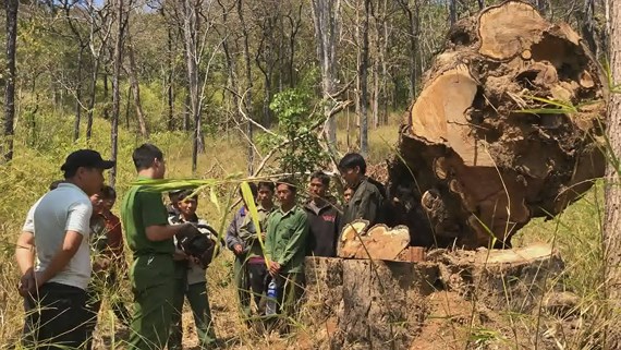 Đắk Lắk: Triệu tập hàng loạt đối tượng phá rừng ở Vườn QG Yok Đôn
