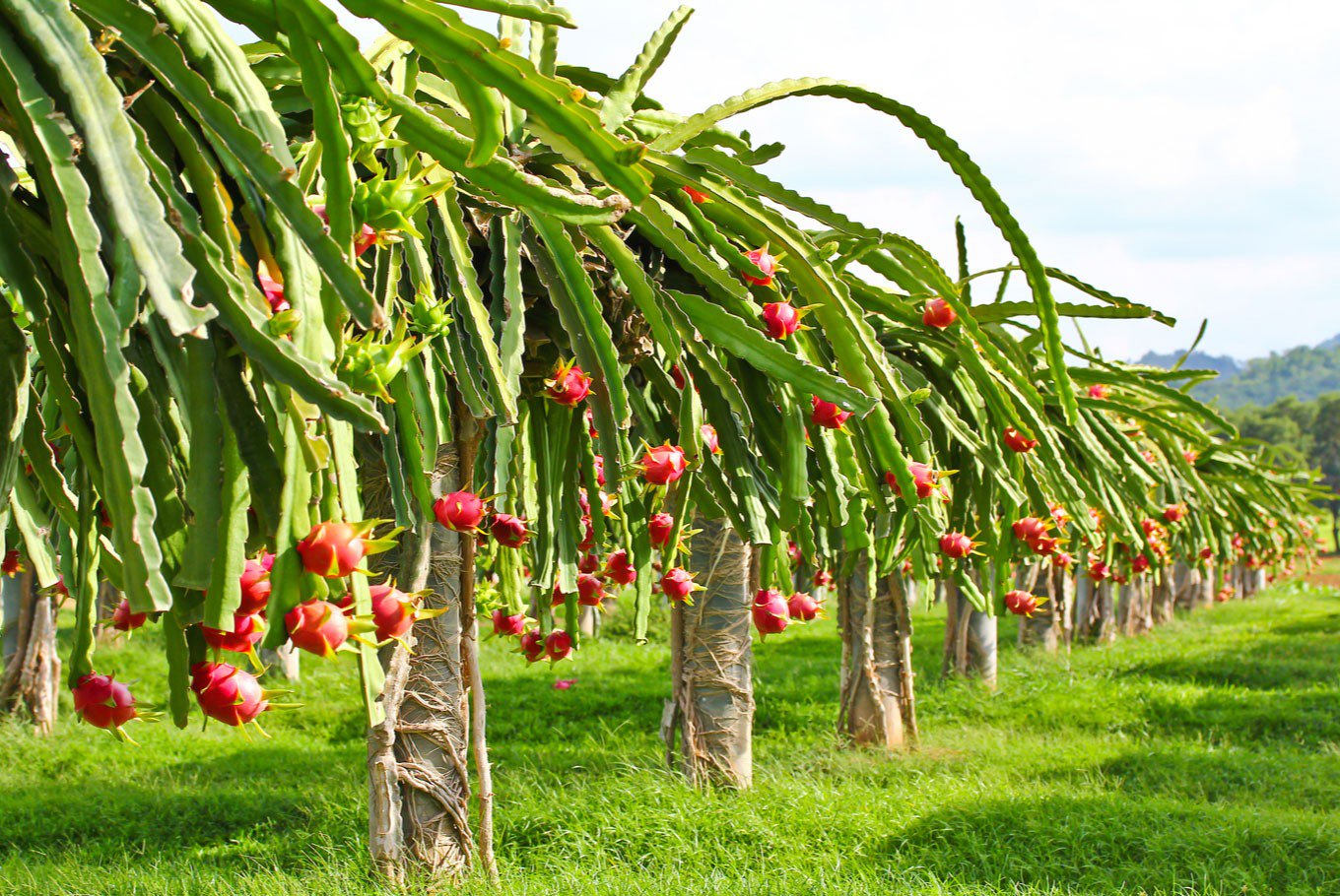Cty NN FLC Biscom được chấp thuận đầu tư nông nghiệp CNC ở Quảng Trị