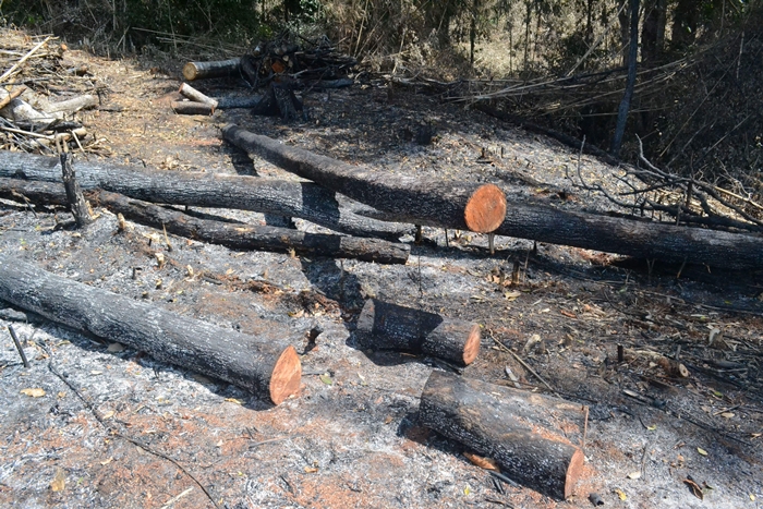 Đắk Nông: Hơn 10ha rừng bị tàn phá, đốt trụi trước Tết nguyên đán