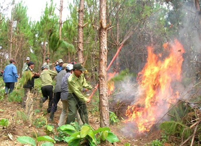 Đắk Nông tăng cường phòng chống cháy rừng