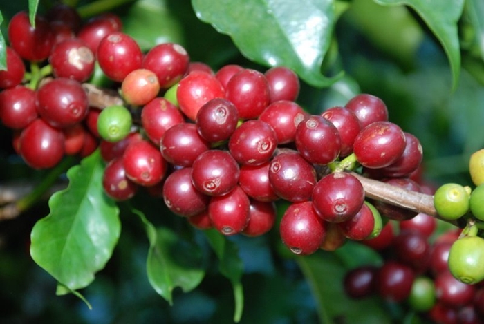 Giá nông sản hôm nay 28/2: Cà phê giảm, giá tiêu chưa thể hồi phục