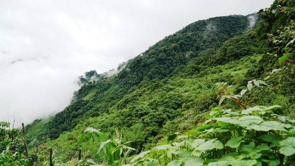 Quảng Nam: Ban hành Quy định cho thuê môi trường rừng