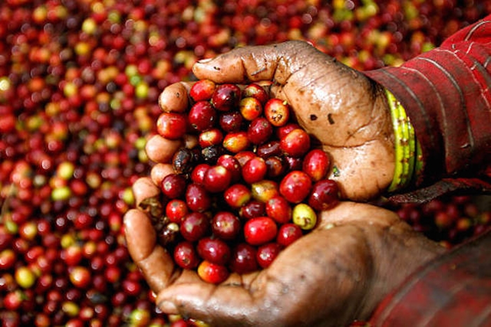 Giá nông sản hôm nay 5/3: Giá cà phê chưa ngừng đà giảm