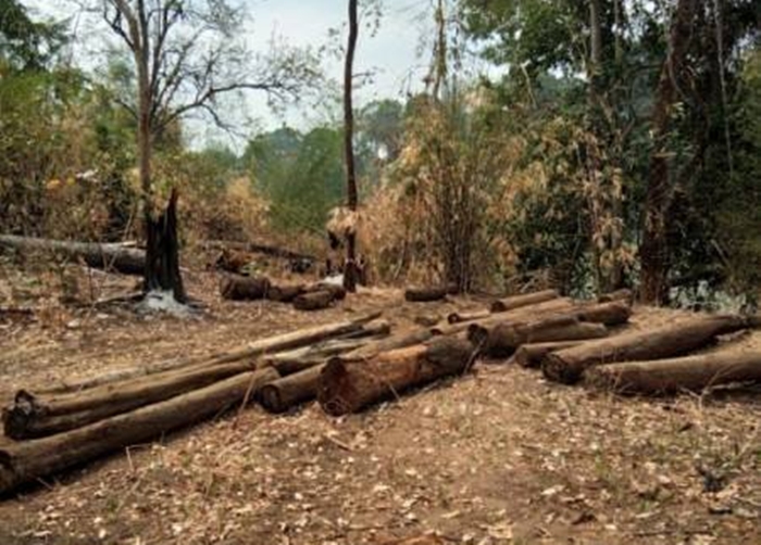 Đắk Lắk: Xác định nguyên nhân vụ hủy hoại rừng Vườn Quốc gia Yok Đôn