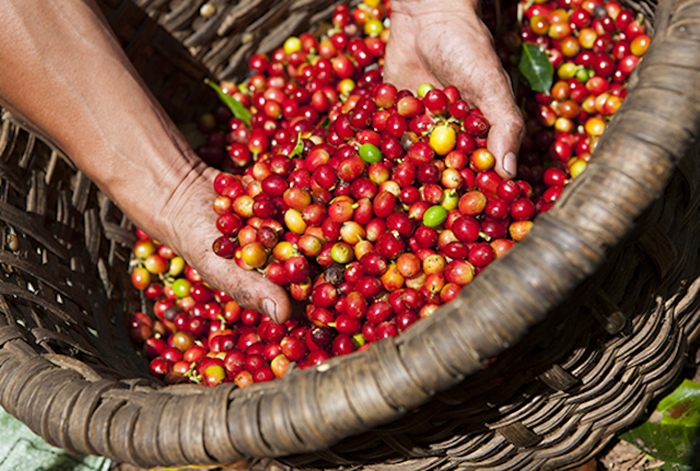 Giá nông sản hôm nay 7/3: Sau ngày đứng yên, giá cà phê vọt tăng