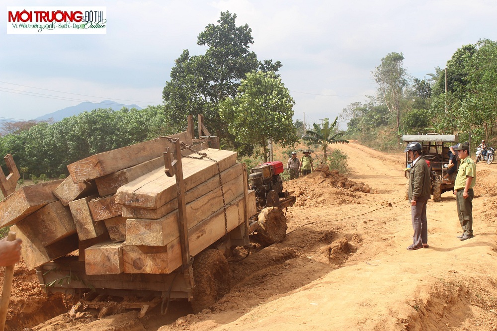 Đắk Lắk: Tạm giữ 5 đối tượng vận chuyển gỗ lậu