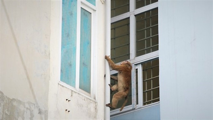 Khu dân cư ở Hà Nội bất ngờ bị khỉ quấy nhiễu