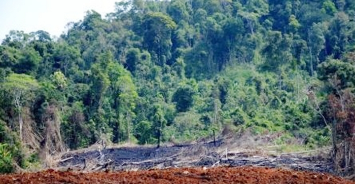 Đắk Nông: Để rừng bị tàn phá, chủ rừng bị kiến nghị xử lý