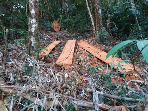 Kon Tum: Phát hiện vụ phá rừng quy mô lớn
