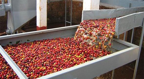 Công nghệ xử lý nước thải trong ngành công nghiệp chế biến cà phê