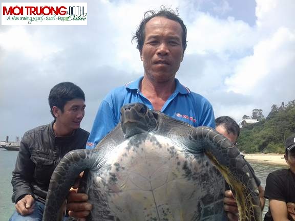 Quảng Nam: Thả một cá thể rùa nặng 25kg về đại dương