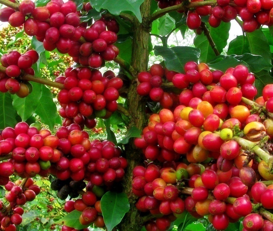 Giá nông sản 14/3: Giá tiêu thấp kỷ lục, giá cà phê hôm nay giảm