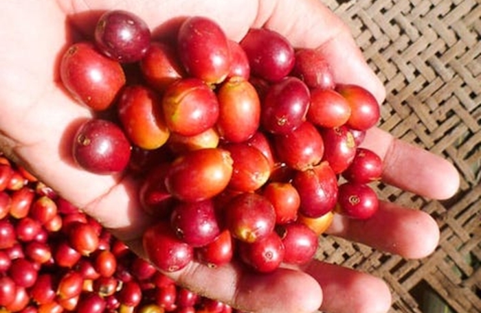 Giá nông sản hôm nay 16/3: Giá cà phê tiêu cực, dự báo giá tiêu giảm