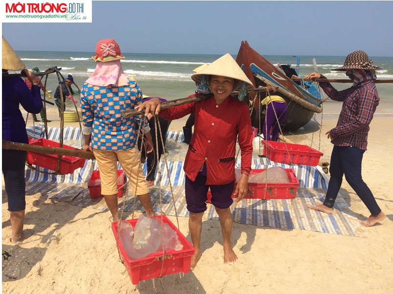 Lệ Thủy -Quảng Bình: Ngư dân Ngư Thủy Nam được mùa sứa