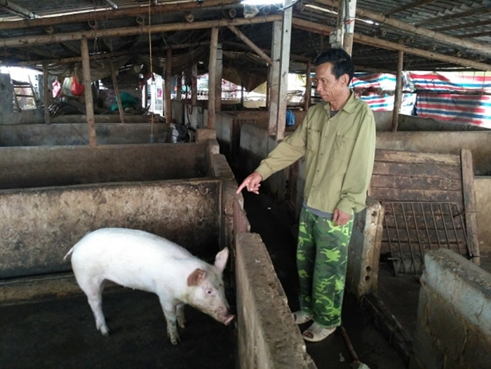Hàng nghìn trang trại lợn tại Hà Nam bỏ hoang vì giá lợn thấp