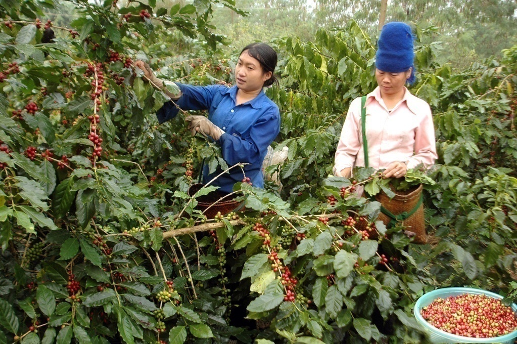 Giá nông sản hôm nay 22/3: Cà phê giảm 200 đ/kg, tiêu thấp kỷ lục