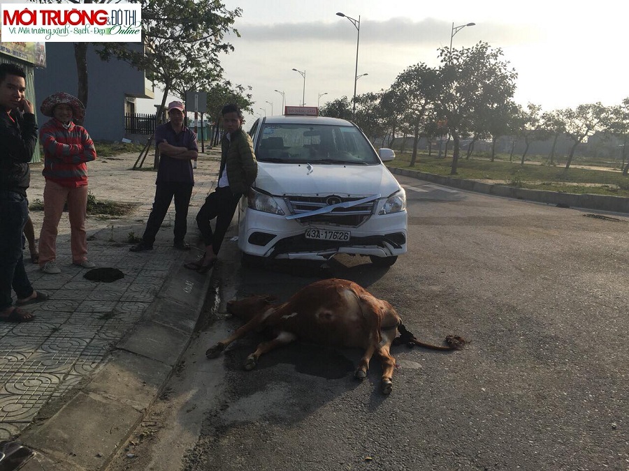 Hi hữu: Đàn bò ngủ giữa đường phố, 1 con giật mình đâm đầu vào taxi chết