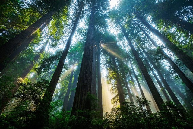 Khám phá khu rừng có cây gỗ đỏ cổ xưa nhất thế giới